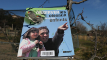 Livre "Observer les oiseaux avec les enfants" posé sur les branches d'un arbre