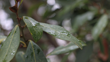 Des feuilles de laurier couvertent de gouttes de pluie