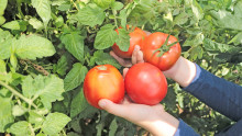 Des mains d'enfant tiennent des tomates