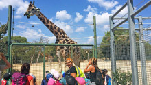 Un groupe d'enfants avec leurs animatrice sont devant l'enclos des girafes