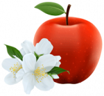 Pomme et fleur de pommier