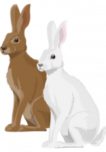 Illustration d'un lièvre blanc devant un lièvre marron