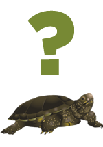 Illustration d'une tortue en dessous d'un point d'interrogation