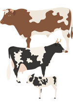 Illustration d'un taureau, d'une vache et d'un veau