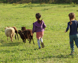 Deux enfants de dos suivent le troupeau de moutons