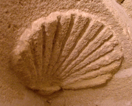Coquille Saint-Jacques taillée dans un mur de l'Écolothèque