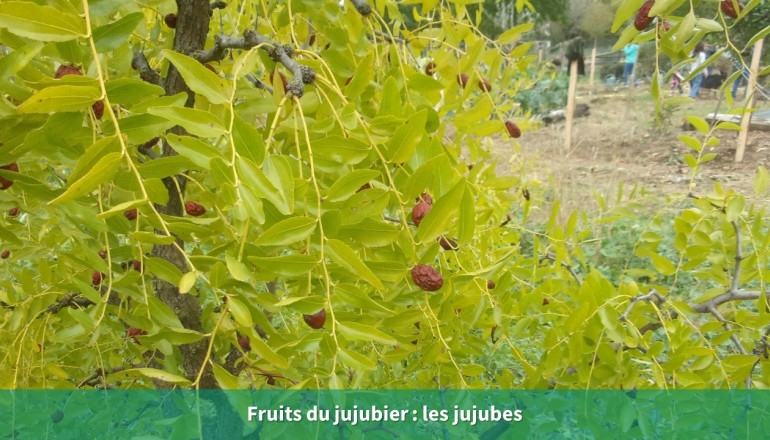 Gros plan sur les fruit du jujubier les jujubes : petits fruits marrons et fripés