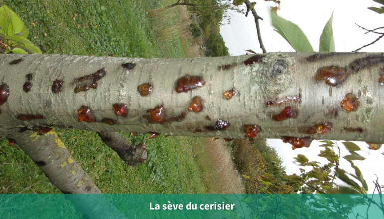 Un tronc de cerisier en gros plan avec de la sève qui coule du tronc