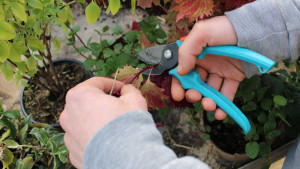 Des mains en gros plan avec un sécateur coupent un morceau de plante pour en faire une bouture