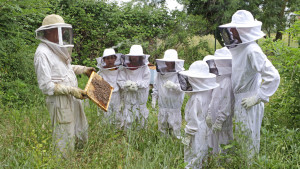 L'apiculteur montre un rayon avec des abeilles à un groupe