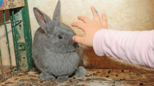 Un main d'enfant va pour caresser un lapin gris dans son enclos