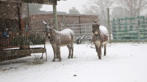 Deux ânes sous la neige