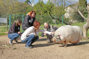 4 personnes s'approchent d'un cochon avec beaucoup de douceur