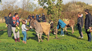 Des ânes se promènent accompagnés d'enfants et d'adultes qui récoltent des courges