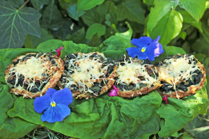 Les tartelettes sont installées au potager sur des feuilles d'épinard et quelques fleurs comestibles déposées autour (capucine et sauge)