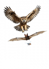 Une chouette, une chauve-souris et une mouche sont représentées en train de voler, la chouette essayant d'attraper la chauve-souris qui elle-même tente d'attraper la mouche