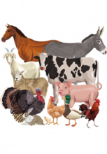Illustration d'animaux de la ferme