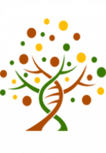 Illustration d'un arbre phylogénétique à partir d'une double hélice d'ADN