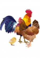 IIlustration d'un coq, d'une poule et d'un poussin
