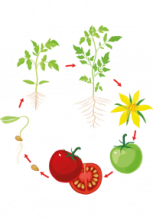 Illustration du cycle de vie de la tomate de la graine au fruit