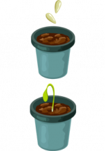 Illustration d'un pot rempli de terre avec 2 graines au dessus et d'un autre avec un plant