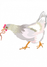 Illustration d'une poule qui tient un ver de terre dans son bec